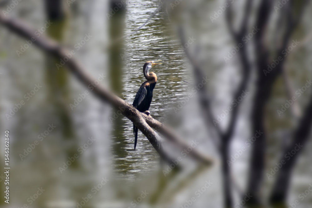 Fototapeta premium great spotted woodpecker
