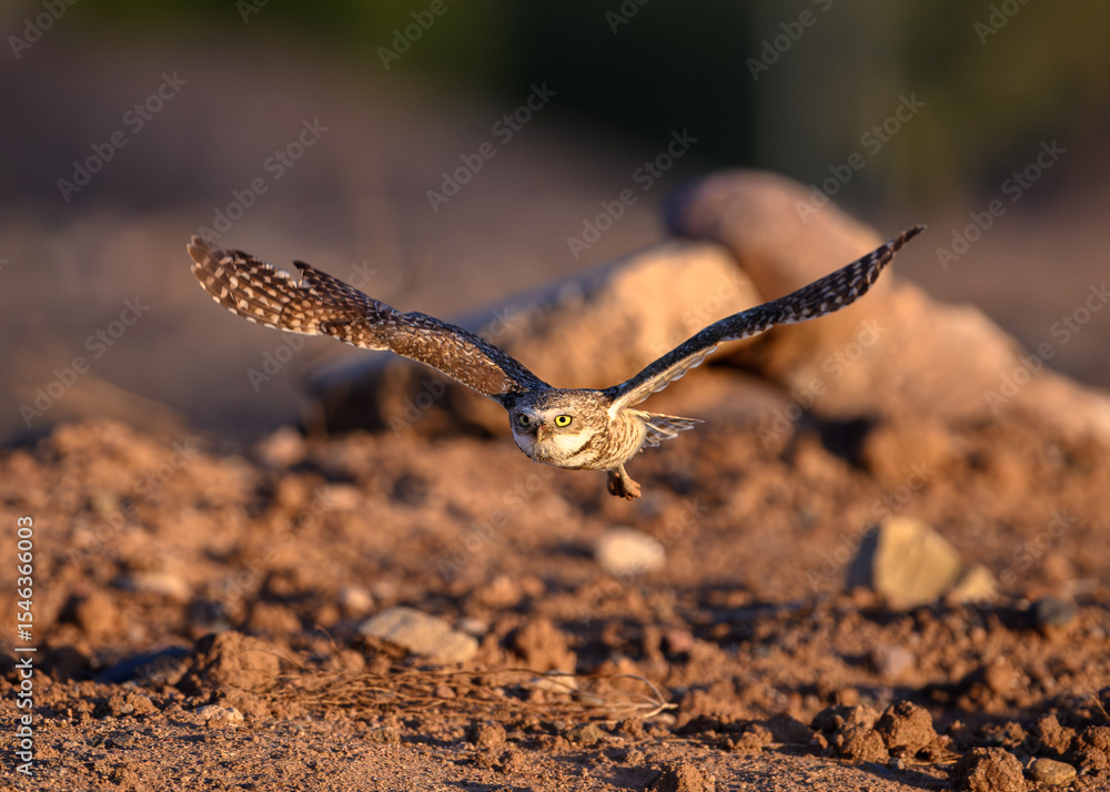 Fototapeta premium A little owl in flight, A burrowing Owl. 