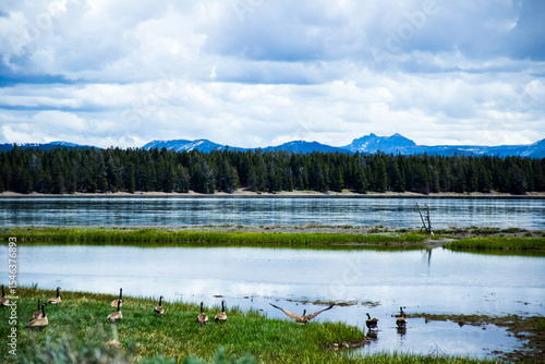 Canadian geese preparing to take flight on Yellowstone wetland