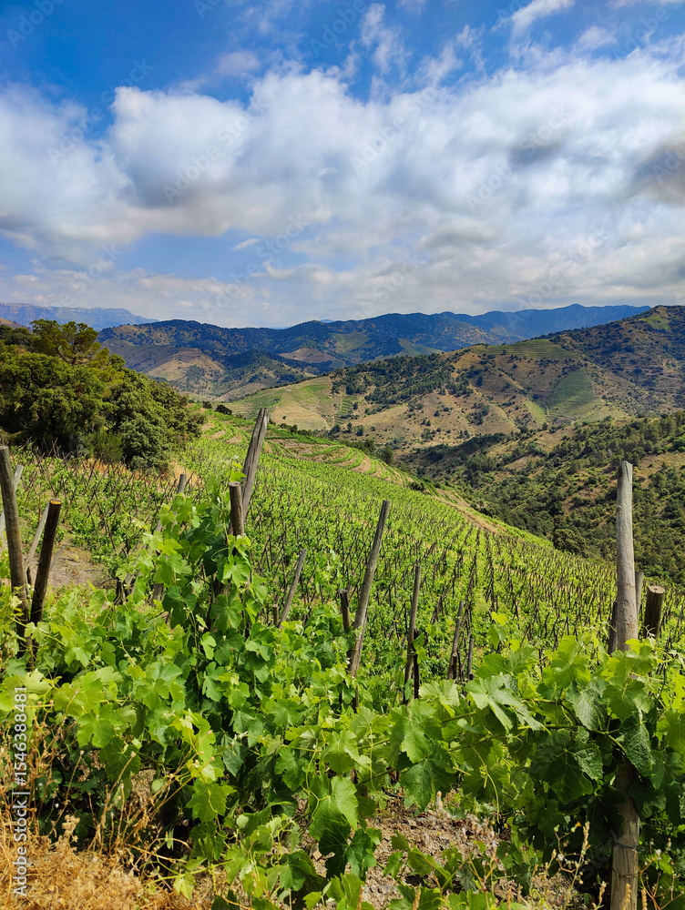 Naklejka premium Lush vineyards growing on rolling hills under a cloudy sky in priorat region