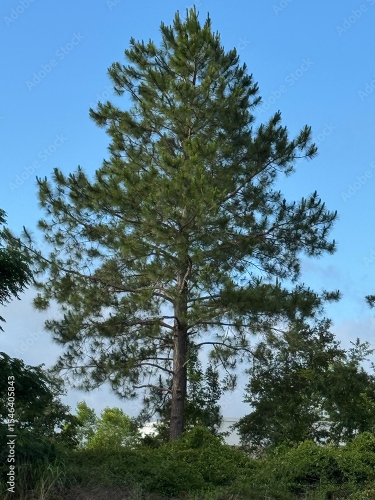 Fototapeta premium Green Pine Tree on a Clear Day