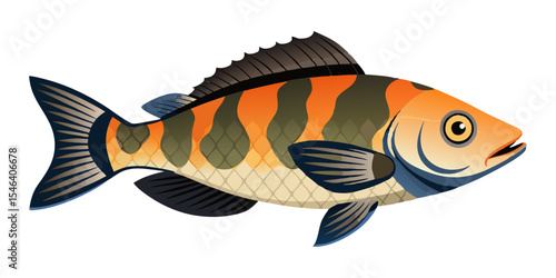 Illustration of a tiger barb fish for freshwater aquarium fish species identification and care guide