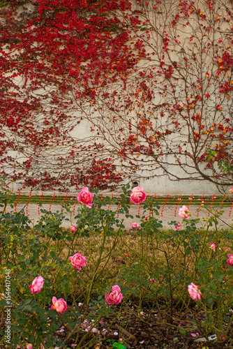rosas  en un parque en el aire libre con fondo de hojas rojas