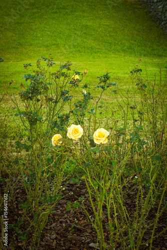rosas amarillas en medio de un campo verde