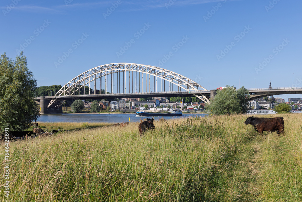 Obraz premium Cows graze peacefully in a lush field with the iconic Waalbrug spanning the Waal River in Nijmegen, Netherlands, showcasing a harmonious blend of rural and urban landscapes.