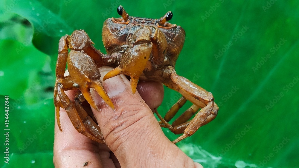 Obraz premium Freshwater Crab Held in Hand on Green Background. A detailed close-up of a brown freshwater crab (possibly a species of Potamidae or similar) being held gently in a human hand, set against a vibrant g
