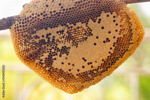 Wallpaper Mural The honeycomb is a natural masterpiece of geometric precision, crafted by bees with remarkable skill. Each hexagonal cell stores honey, pollen, or developing larvae, serving as both a pantry and nurse Torontodigital.ca