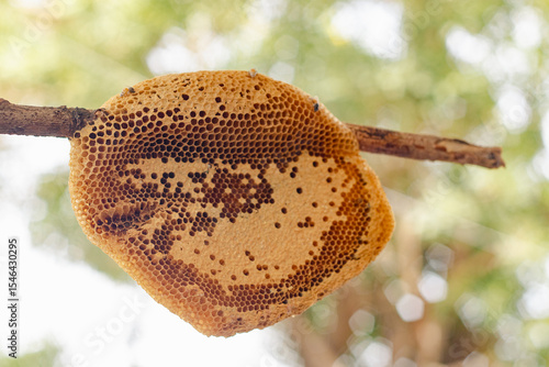 Wallpaper Mural The honeycomb is a natural masterpiece of geometric precision, crafted by bees with remarkable skill. Each hexagonal cell stores honey, pollen, or developing larvae, serving as both a pantry and nurse Torontodigital.ca
