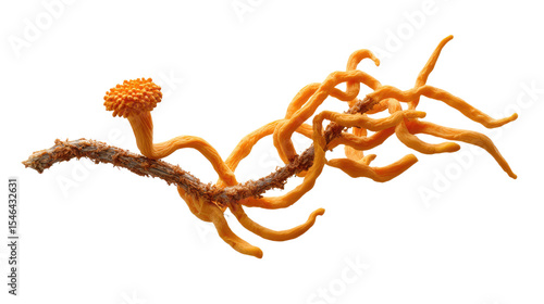 Cordyceps sinensis on Branch: A striking image showcasing the vibrant orange Cordyceps sinensis fungus growing on a twig. Its unique, intricate structure is highlighted against a clean background. 