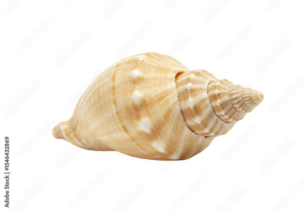 Isolated seashell with light brown texture exhibits beauty and natural ocean habitat isolated object Isolated seashell with light brown texture exhibits beauty and natural ocean habitat isolated object