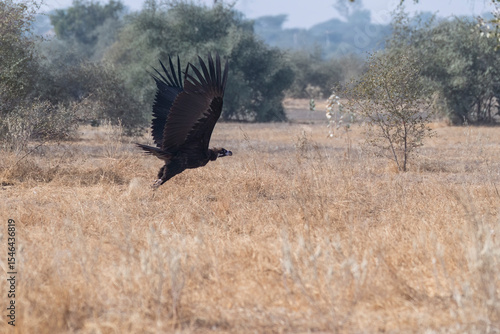 A Cinereous Vulture feeding on a carcass inside Jorbeer vulture conservation area on the outskirts of Bikaner