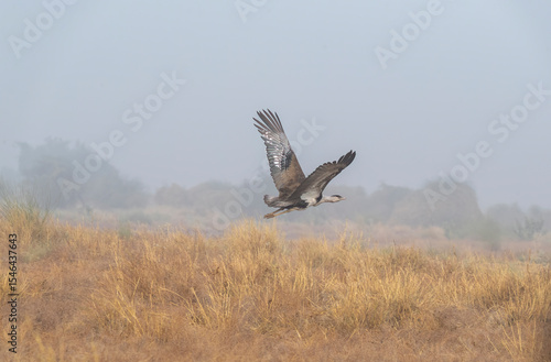 A great Indian Bustard flying away in the grasslands deep interior desert national park on the outskirts of Jaisalmer, Rajasthan