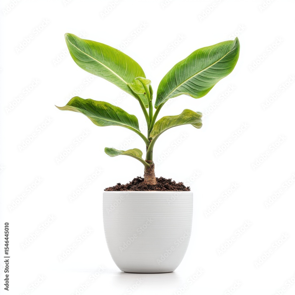 Vibrant Green Plant in White Pot Against White Background Vibrant Green Plant in White Pot Against White Background