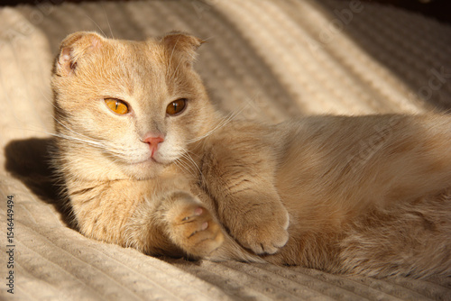 A cute Munchkin cat is relaxing on the couch