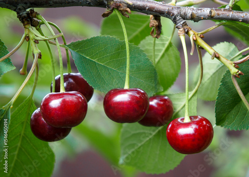 Cherries on a branch hanging in sunlight with green leaves