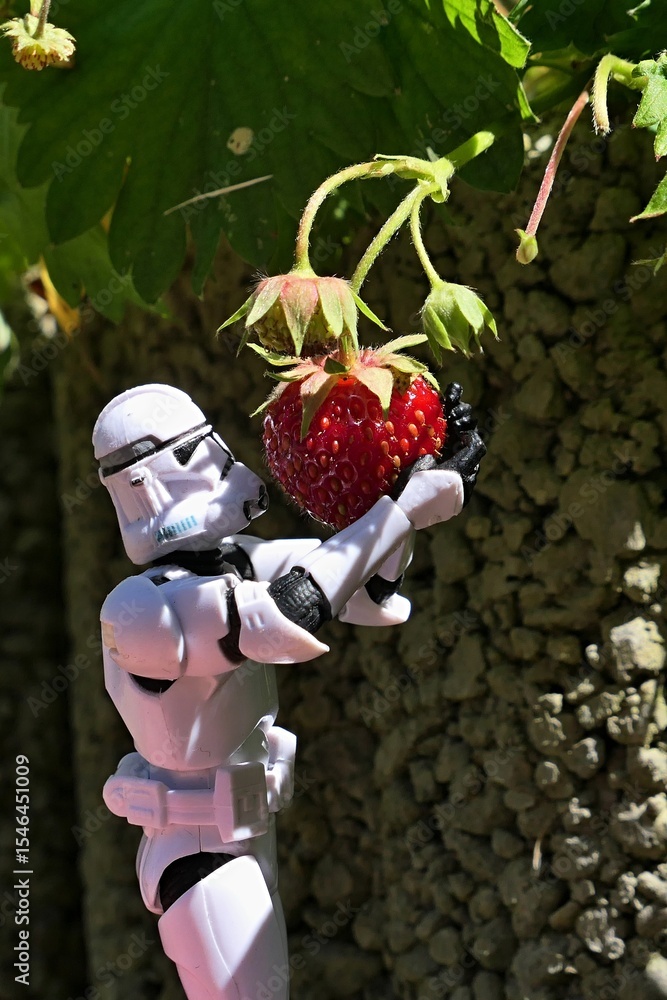 Naklejka premium Star Wars action figure of Clone trooper in white armor and helmet harvesting ripe red strawberry fruit from from raised concrete garden fitting. Sunlit by late spring daylight sunshine. 