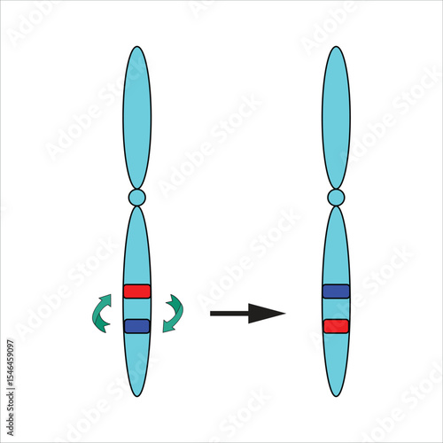 Chromosomal Paracentric Inversion A Visual Representation of Genetic Rearrangement