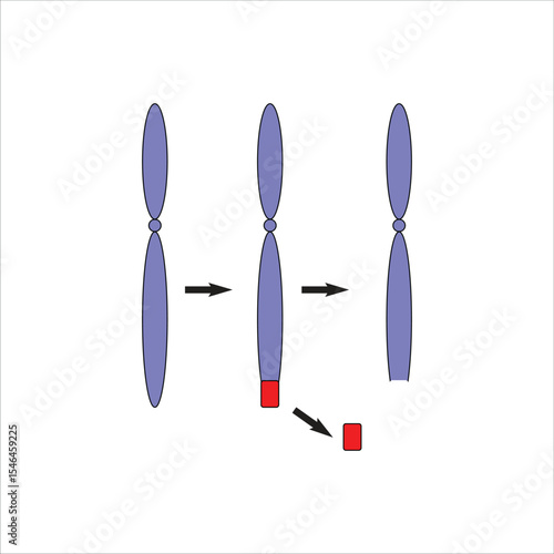 Chromosome Terminal Deletion and Mutation Process