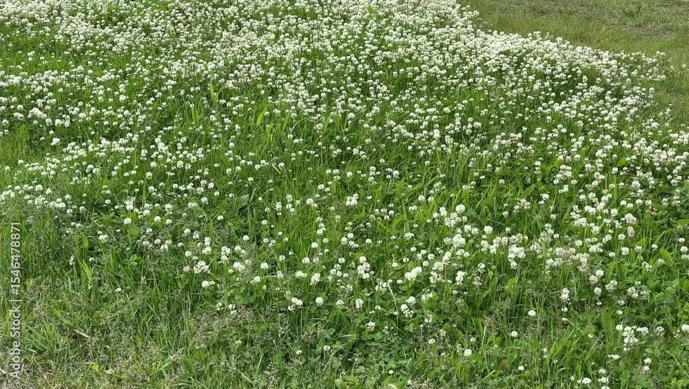 A field of white flowers. A lawn. A field of white flowers. A lawn.