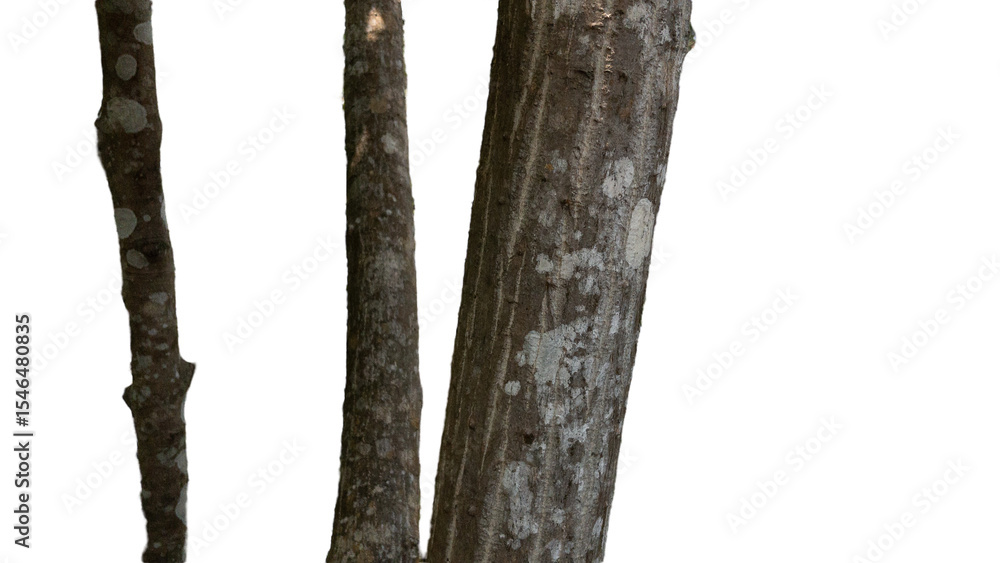 Naklejka premium tree trunk isolated on white background