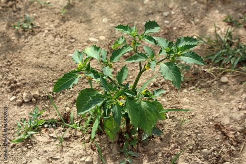 Foto Black nightshade Solanum nigrum, also called garden nightshade and hound’s berry