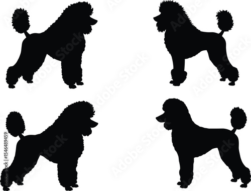 Set of elegant poodle dog silhouettes in different poses, pet grooming clipart for dog lovers, vector illustration for design, decoration and animal content