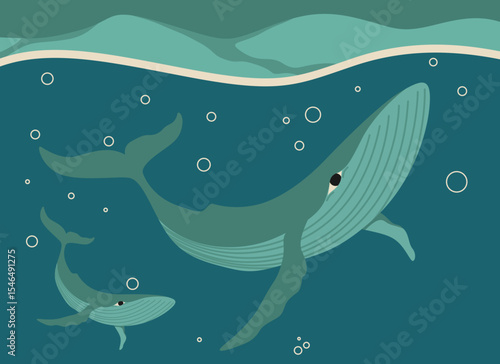 Humpback whale illustration