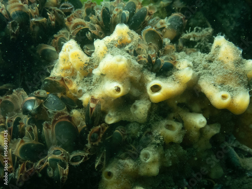 Breadcrumb Sponge