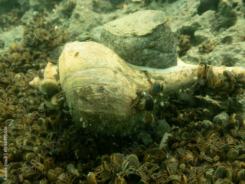 Bild auf Leinwand Channeled Whelk