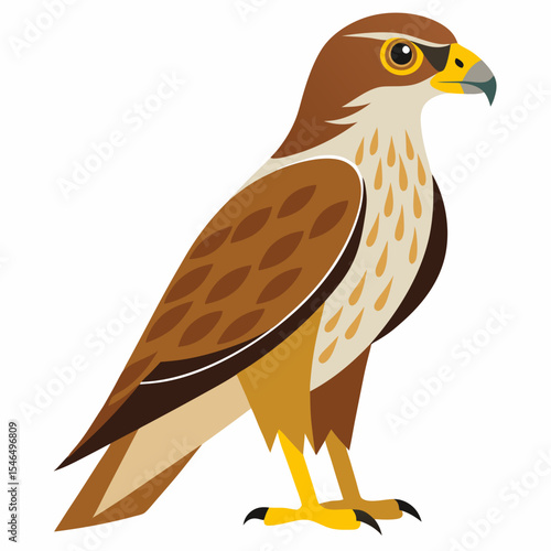 red tailed hawk