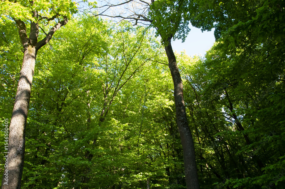 Obraz premium Sunny day in a green forest filled with lush leaves — a vibrant and peaceful nature scene.