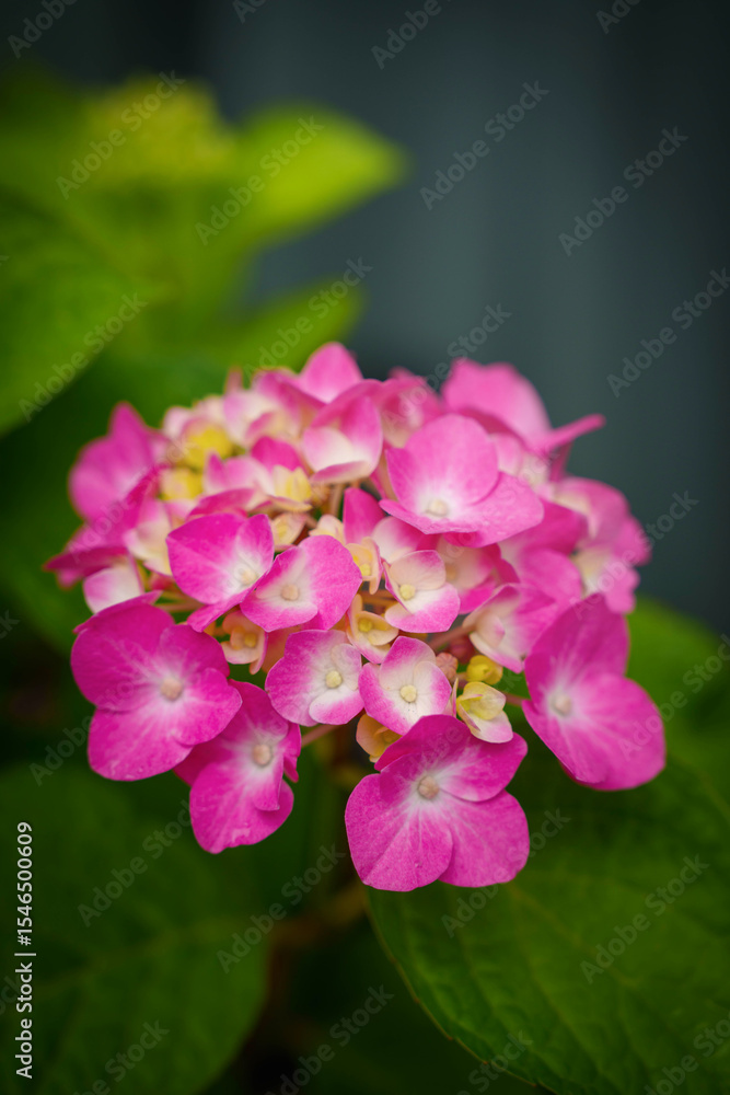 Pink hydrangea flower petal clusters in close-up, set against softly blurred backgrounds Pink hydrangea flower petal clusters in close-up, set against softly blurred backgrounds