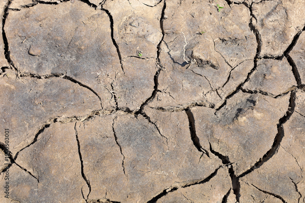 Fototapeta premium Cracks in the dry earth form an intricate pattern, demonstrating the effects of drought and the sun's impact on the natural environment. This close-up highlights the fragility of the ecosystem and the