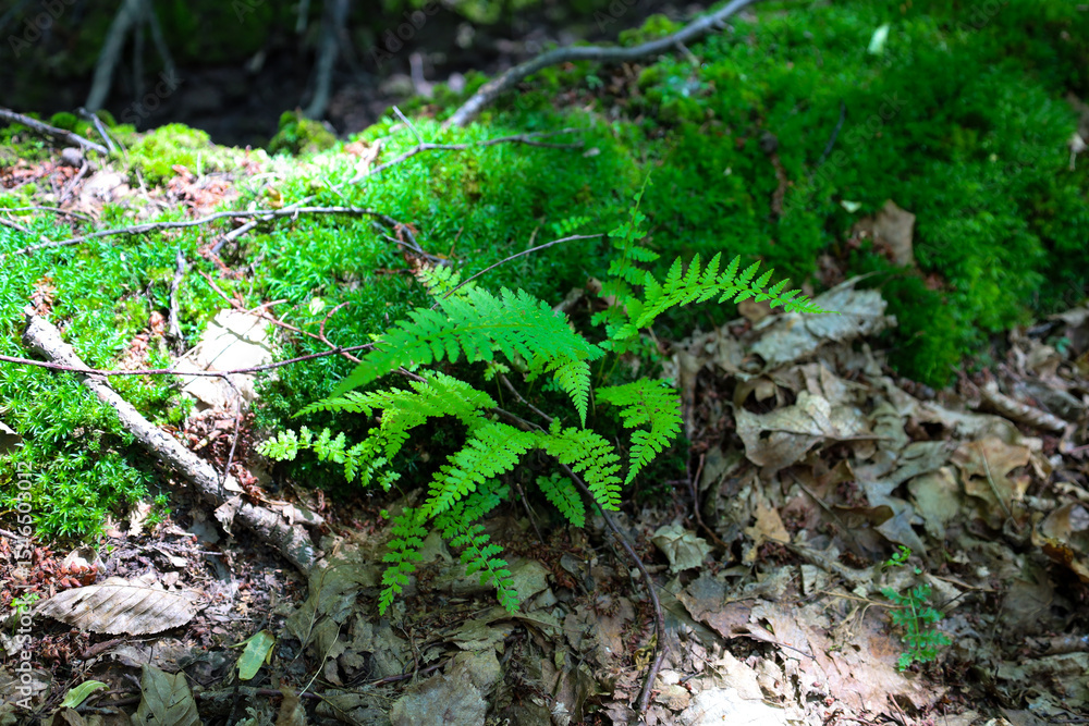 Obraz premium Here is the description of the photo: Vibrant green fern sprouts amidst a layer of dry leaves and branches, surrounded by lush moss, creating a picturesque contrast of textures and colors in the fores