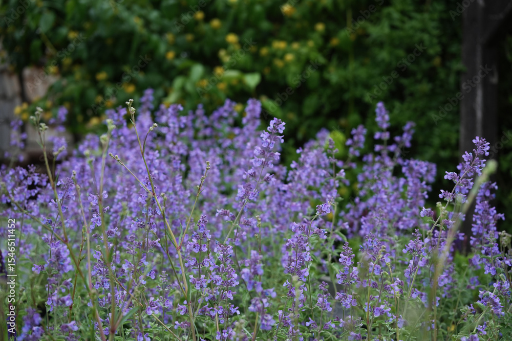 Fototapeta premium Nepeta Walker's Low closeup blooming in the garden