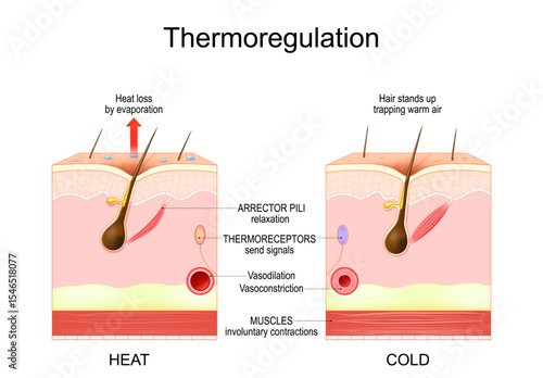 Thermoregulation. Human skin layers.