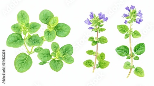 Fresh Herb Oregano Branch with Flowers Illustrated in Watercolor, Isolated on White for Use in Cooking and Medicine’ becomes ‘Watercolor Illustration of an Oregano Branch with Flowers, a Botanical