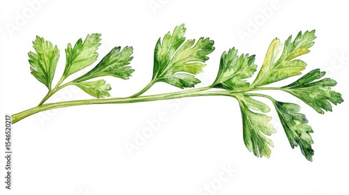 Fresh green parsley herb is showcased in a detailed botanical painting on a white background, created in a watercolor style for culinary and artistic applications