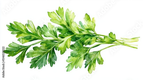 A watercolor parsley illustration featuring a detailed botanical painting of the fresh green herb on a white background, suitable for culinary and artistic use