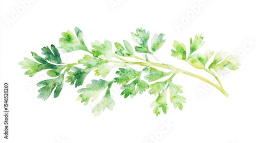 Illustration of a watercolor parsley sprig for use in recipes, food photography, and botanical design, representing a fresh culinary herb