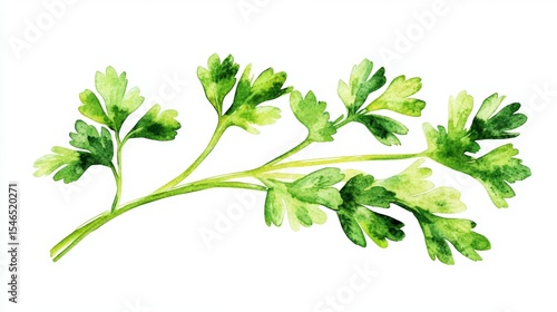 A fresh culinary herb, the watercolor parsley sprig illustration is suitable for recipes, food photography, and botanical design purposes
