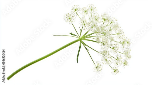 A white background showcases the delicate Queen Anne's Lace Flower, highlighting its translucent petals and green stem in a botanical design