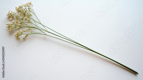 A white background highlights the delicate floral beauty and botanical elegance of Queen Anne's Lace flower head in nature-inspired designs and artistic compositions