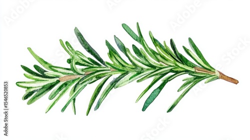 Botanical art featuring a watercolor illustration of a rosemary sprig, emphasizing its role as a culinary herb and aromatic ingredient, isolated on white with an emphasis on its fresh green leaves