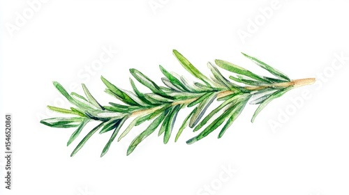 A Watercolor Depiction of Rosemary Isolated on White, Suitable for Culinary Recipes, Food Blog Posts, and Botanical Design Projects, Emphasizing Freshness and Aroma’ becomes ‘Culinary Herb