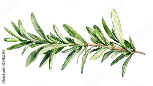 Watercolor Rosemary Sprig Isolated on White - Culinary Herb Illustration for Recipes, Food Blogs, and Botanical Designs (Fresh, Aromatic)’ becomes ‘Illustration of a Watercolor Rosemary Sprig on a