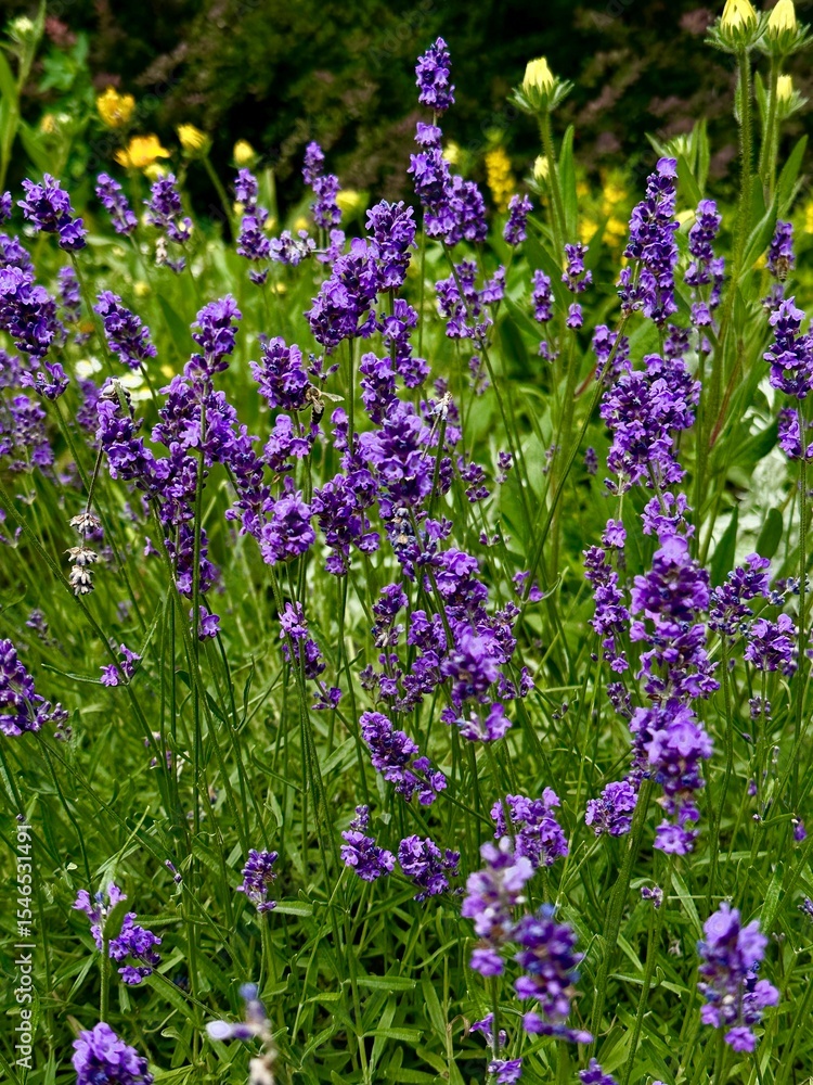Naklejka premium Landscape photo with a view of a field with bright purple lavender flowers on a blurred background of green grass