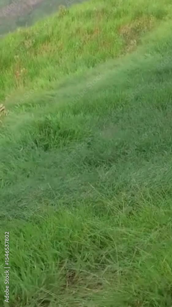 Lush Green Grass Field on Peaceful Hillside in Natural Landscape Lush Green Grass Field on Peaceful Hillside in Natural Landscape