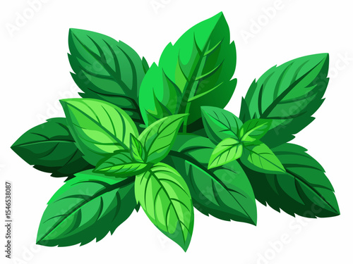 Fresh green mint leaves illustration