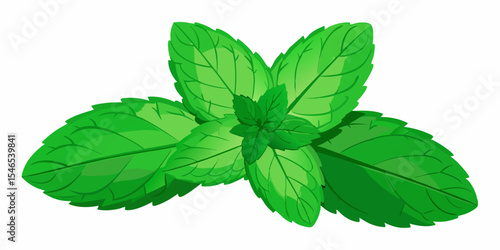 Fresh green mint leaves sprig illustration